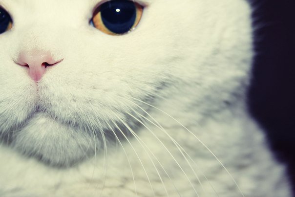 Белый кот - кот, животные - оригинал