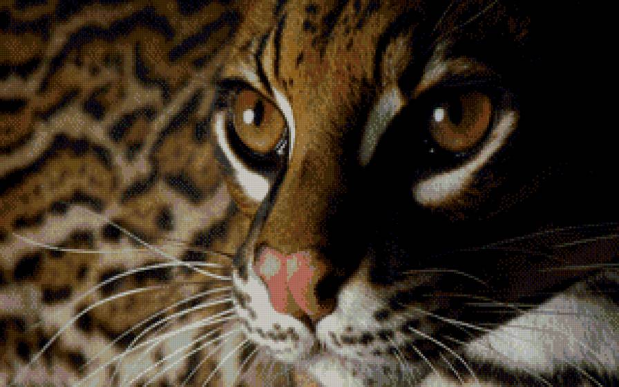 Оцелот - кошки, дикие кошки - предпросмотр