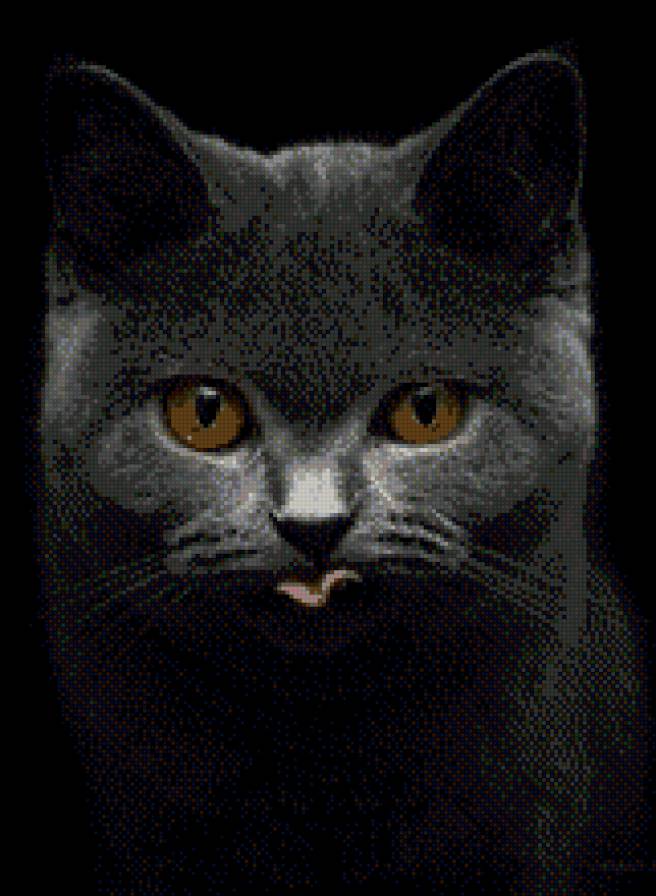 Британец - кошки, британская кошка - предпросмотр