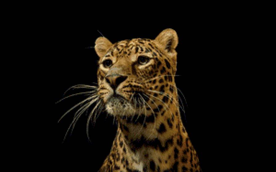 Леопард - на черной канве, кошки, леопард, дикие кошки - предпросмотр