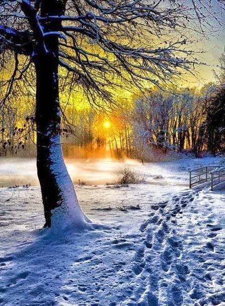 зимний закат - дерево, живопись, солнце, зима, лес, арт, закат, снег, природа - оригинал
