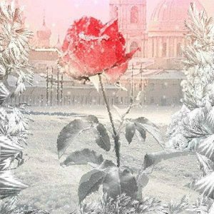 2036 - оригинал