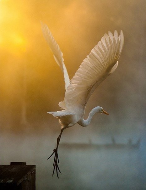 В полете - природа, закат, птица, аист - оригинал