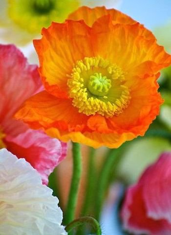 Цветы - цветы - оригинал