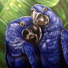 Схема вышивки «синие попугайчики»