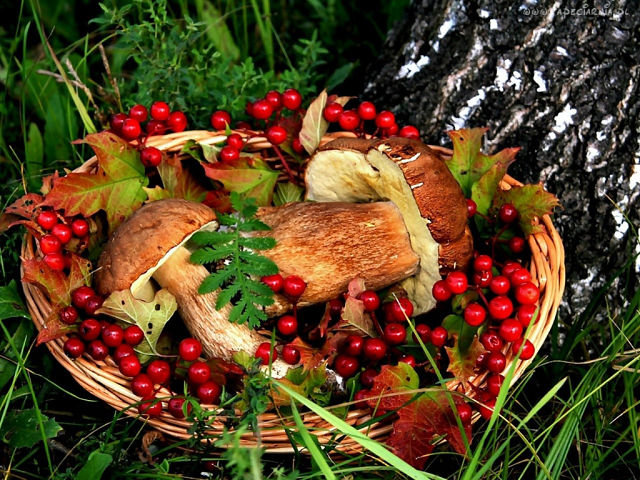 дары осени - осень, грибы, корзина, ягоды - оригинал