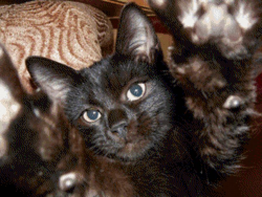 Снэйп - кот - предпросмотр