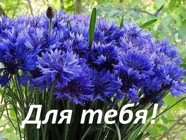 васильки - цветы - оригинал