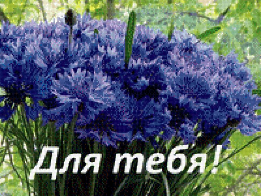 васильки - цветы - предпросмотр