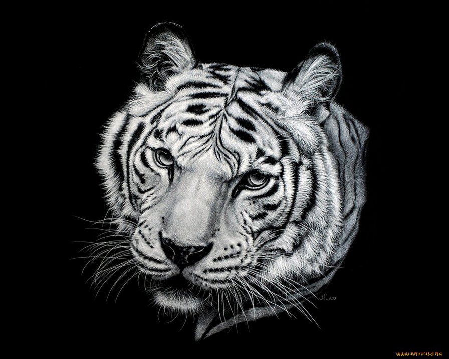 Тигр - кошки, животные - оригинал