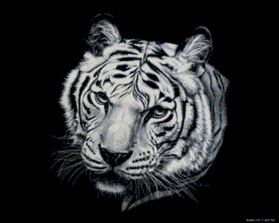 Тигр - кошки, животные - предпросмотр