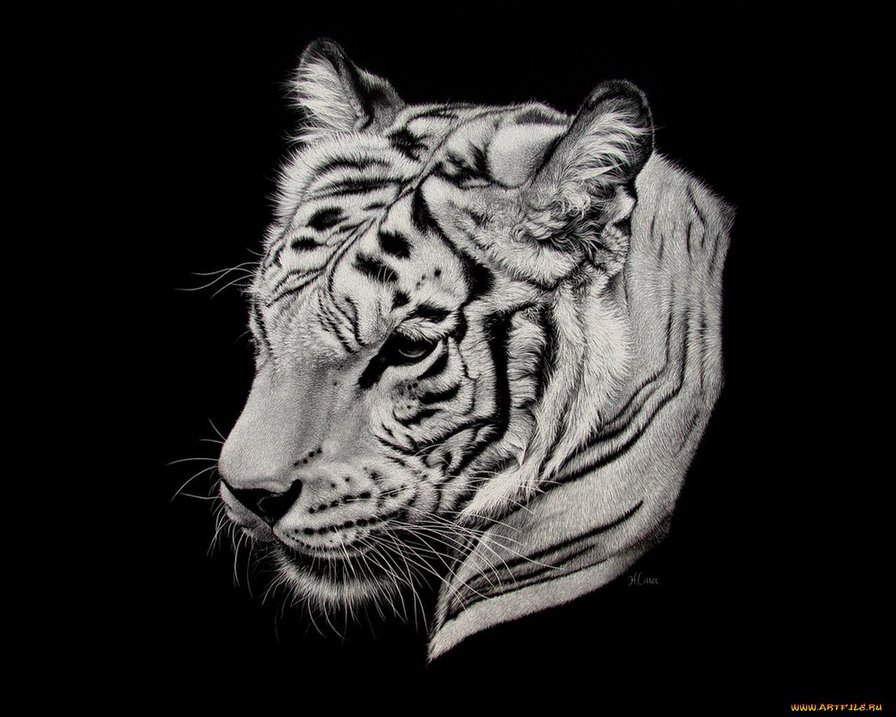 Тигр - кошки, животные - оригинал