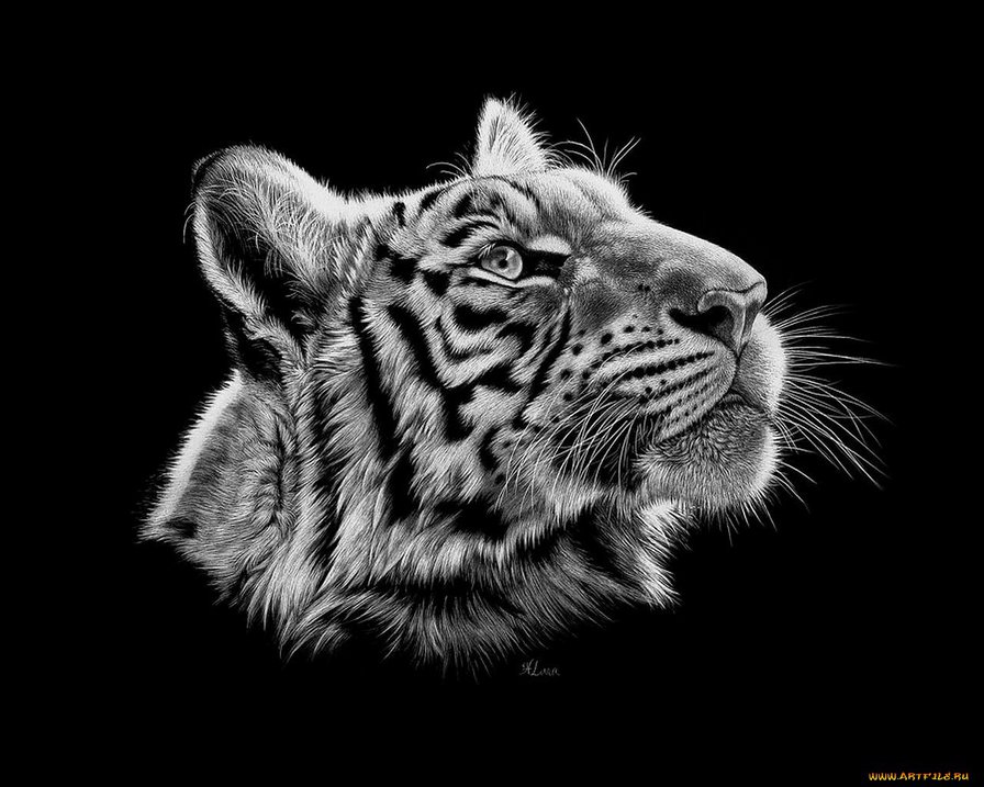 Тигр - кошки, животные - оригинал