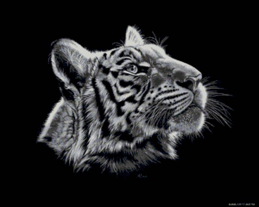 Тигр - кошки, животные - предпросмотр
