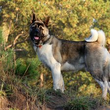 американская акита