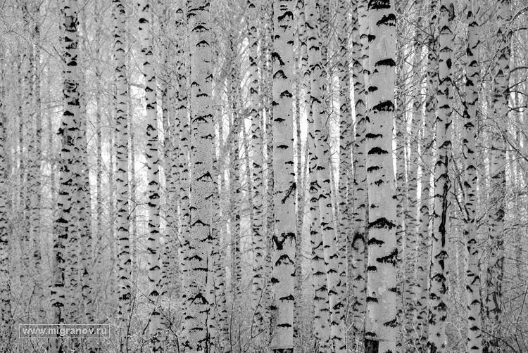 Зима в березах - березы, снег, зима, лес - оригинал