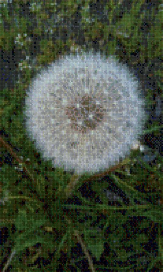 одуванчик - предпросмотр