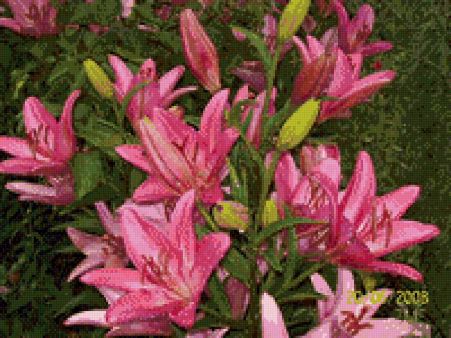 лилия - цветок, ветка - предпросмотр