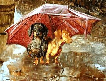 друзья - собаки, животные - оригинал