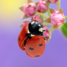 Схема вышивки «Божия коровка»