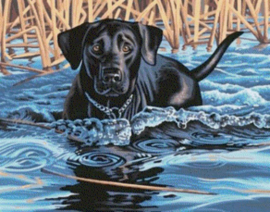 Любителям собак - озеро, собака, черный лабрадор, охота - предпросмотр
