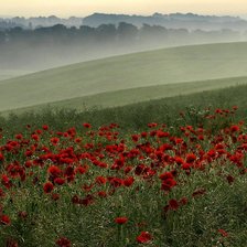 Схема вышивки «Маки»
