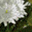Предпросмотр схемы вышивки «Хризантемы» (№652199)