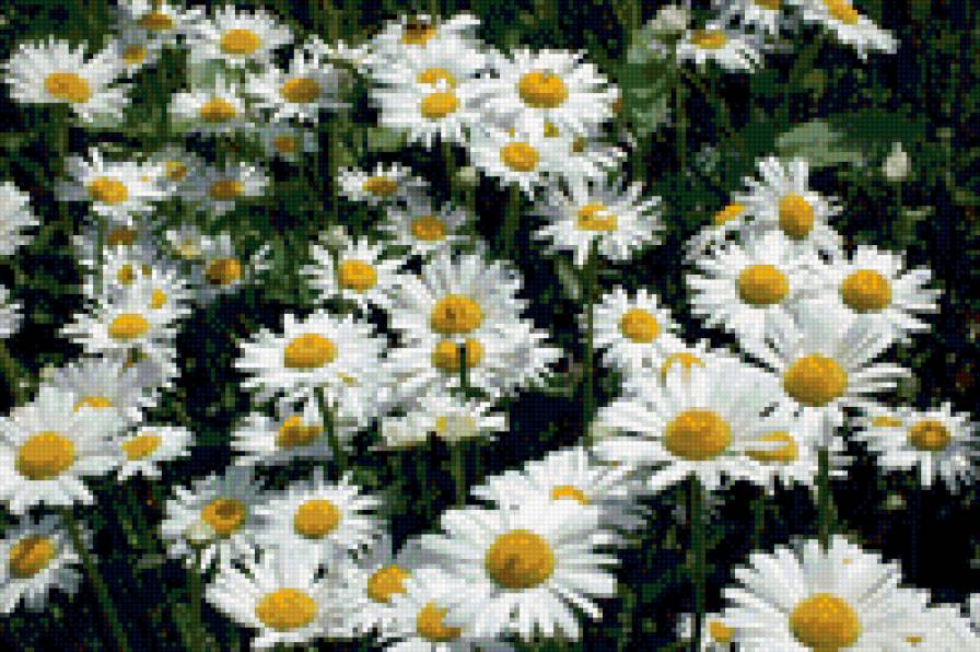 Ромашки - природа, ромашки - предпросмотр