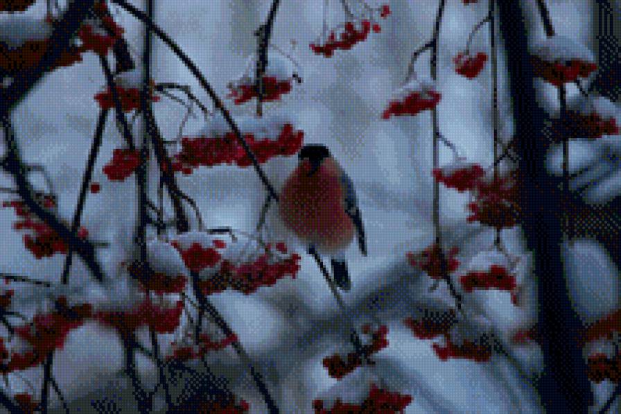 Снегирь - природа, рябина, снегирь - предпросмотр