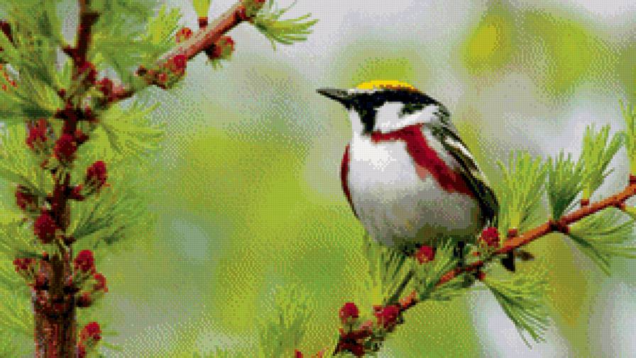 птица на ветке - ветка, синица, птица - предпросмотр