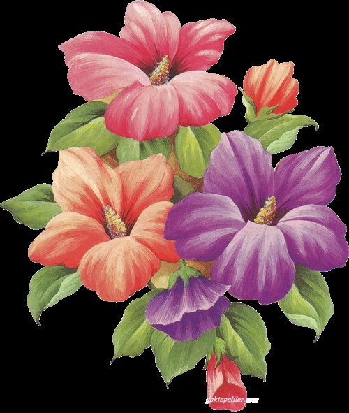 мальвы - оригинал