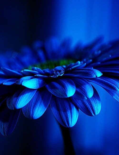 Композиция 3 Часть 2 - цветы - оригинал