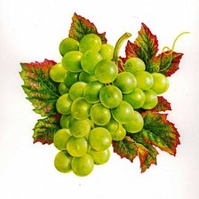 Схема вышивки «кисть винограда»