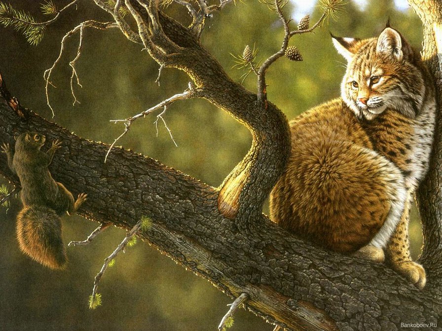 Серия "Живой мир": Рысь и белка на одной ветке - оригинал