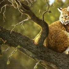 Схема вышивки «Серия "Живой мир": Рысь и белка на одной ветке»