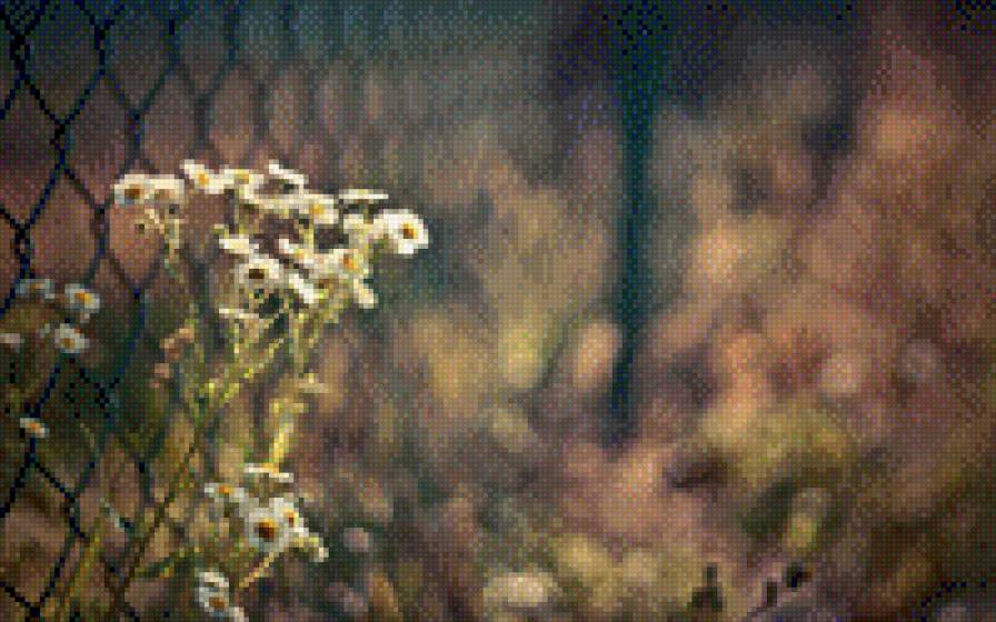 Нежные ромашки - забор, цветы, весна, нежность, ромашки - предпросмотр