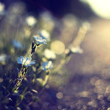 Схема вышивки «Цикорий»