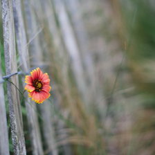 Цветок в заборе