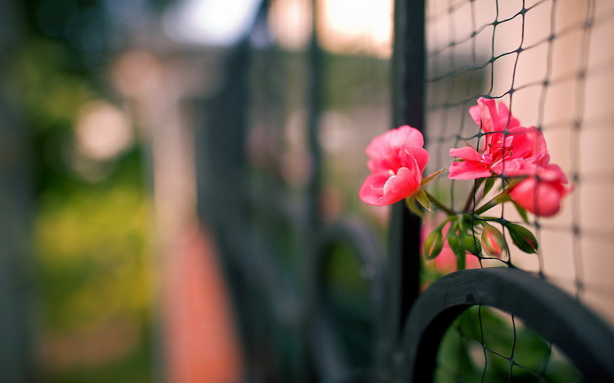 Цветок в заборе - весна, цветок, забор - оригинал