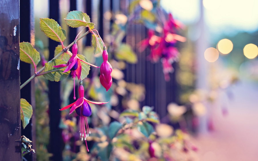 Цветы в заборе - забор, нежность, цветок - оригинал
