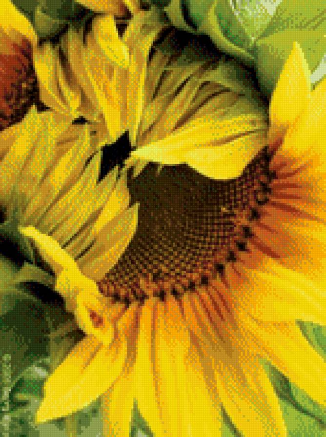 подсолнух - цветы, подсолнух - предпросмотр