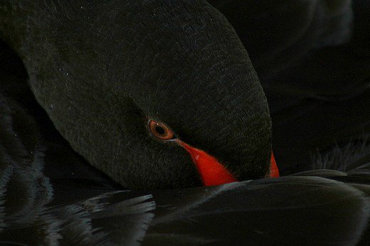 Черный лебедь - оригинал