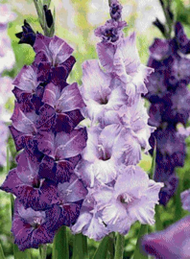 гладиоус - гладиоус, цветы - предпросмотр