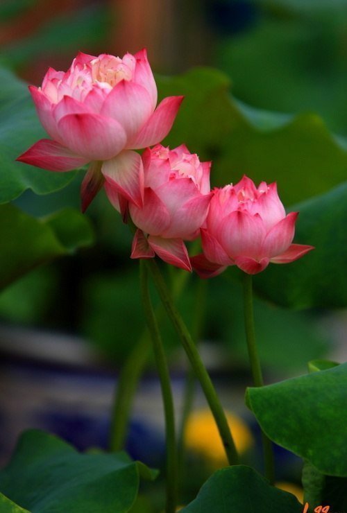 цветок - цветы - оригинал