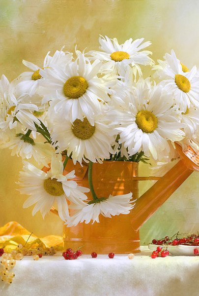ромашки в лейке - ромашки, цветы - оригинал