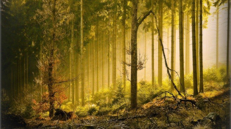 в лесу - лес, деревья, природа - оригинал