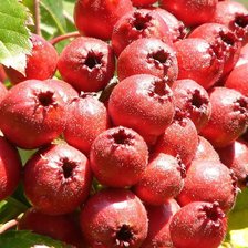 Схема вышивки «ягоды»