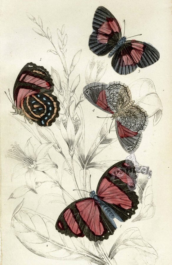 пано бабочки - бабочки, пано - оригинал