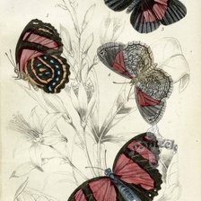 Схема вышивки «пано бабочки»
