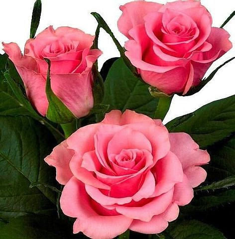 №653324 - оригинал